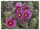 "Hedgehog Cactus flowering, Arizona" Paper Print by Tim Fitzharris, 34"x26"
