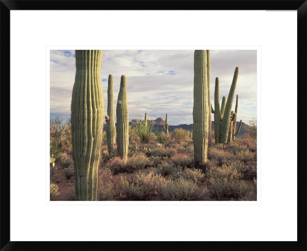 Safford Peak and Saguaro Saguaro National Park, Arizona, 22"x18"