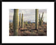 Safford Peak and Saguaro Saguaro National Park, Arizona, 22"x18"