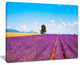 "Remote House and Tree in Lavender Field" Landscape Wall Art, 20"x12"