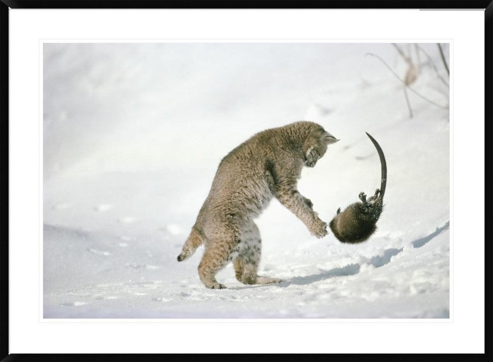 "Bobcat hunting Muskrat in the winter, Idaho"  by Michael Quinton, 44x32"