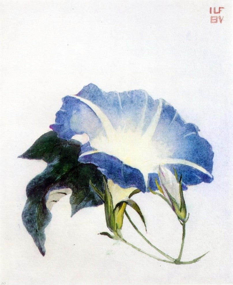 John La Farge Ipomoea, Also known as Morning Glory Gallery Wrapped Canvas Print