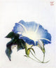 John La Farge Ipomoea, Also known as Morning Glory Gallery Wrapped Canvas Print