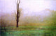 John Murphy October Mist Wall Decal