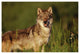 "Timber Wolf portrait, North America" Paper Print by Tim Fitzharris, 50"x34"
