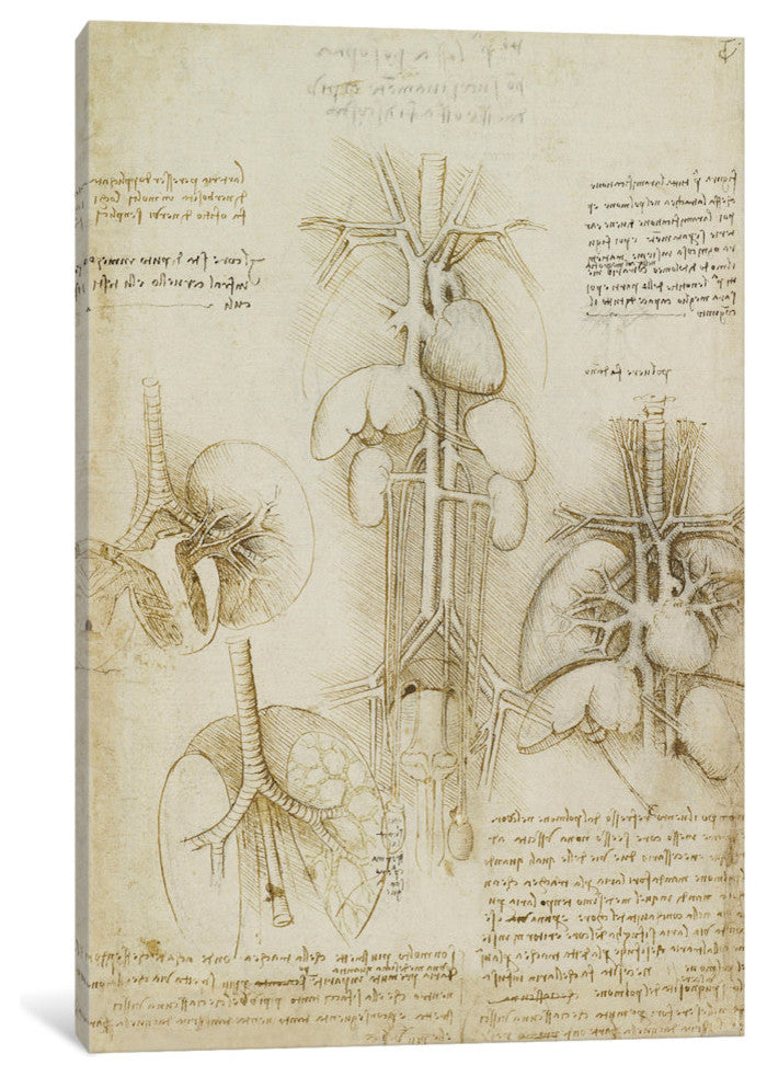 "Drawing of the Heart and Lungs" by Leonardo da Vinci, Canvas Print, 40"x26"