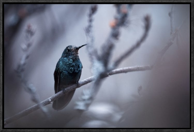 "Electrical Blue" Framed Canvas Giclee by Fabien Bravin, 19x13"