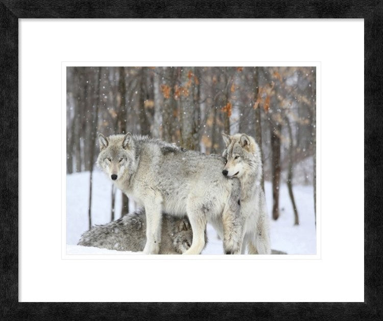 "Grey wolves huddle together during a snowstorm, Quebec"  by Anonymous, 24x20"