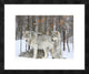 "Grey wolves huddle together during a snowstorm, Quebec"  by Anonymous, 24x20"