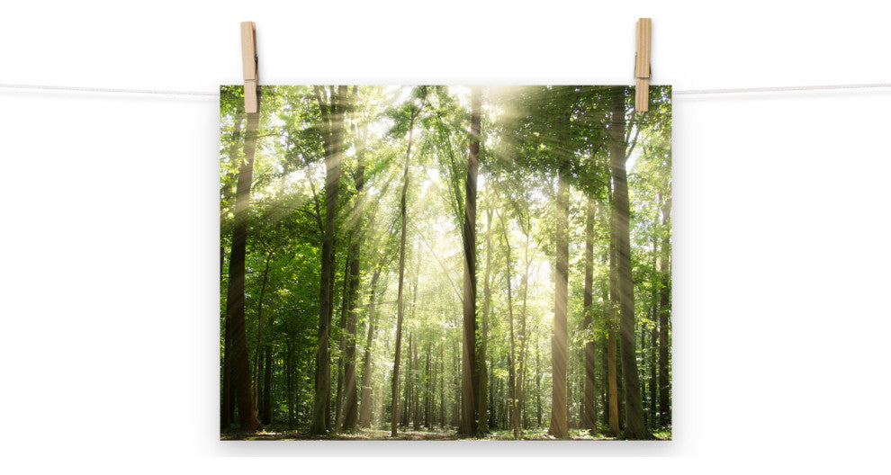 Sun Rays Through Treetops Landscape Photo Unframed Wall Art Print, 11" X 14"