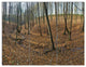 Woods in Fall Forest Panorama, Forest Triptych Canvas Art Print, 36x28, 3 Panels