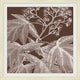 Brown Briar 4, Giclee Reproduction Artwork