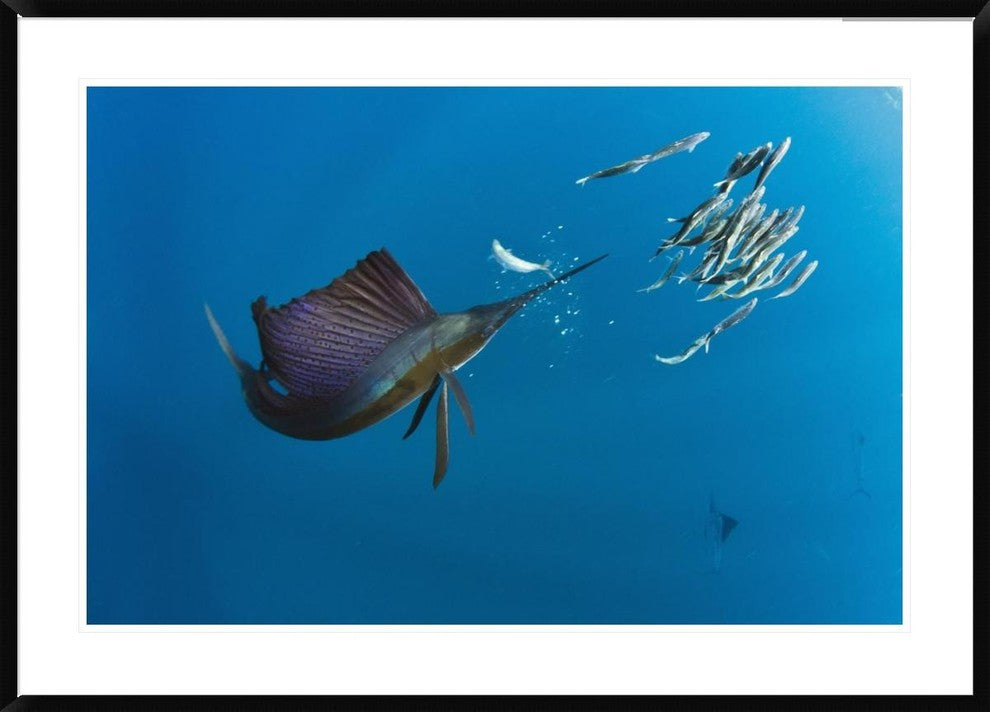 Atlantic Sailfish Hunting Round Sardinella, Isla Mujeres, Mexico, 42"x30"