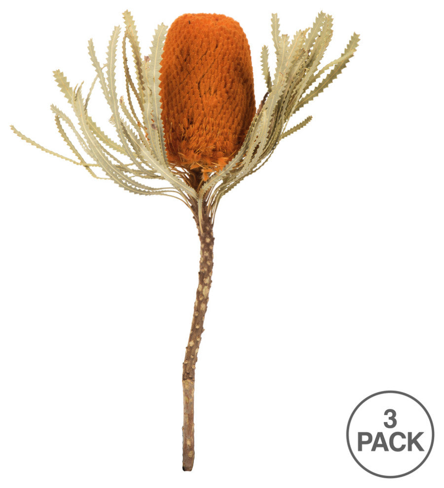 Vickerman 12" Natural Jumbo Banksia Flower with Stem, Dried 2 Pack, Autumn Orange