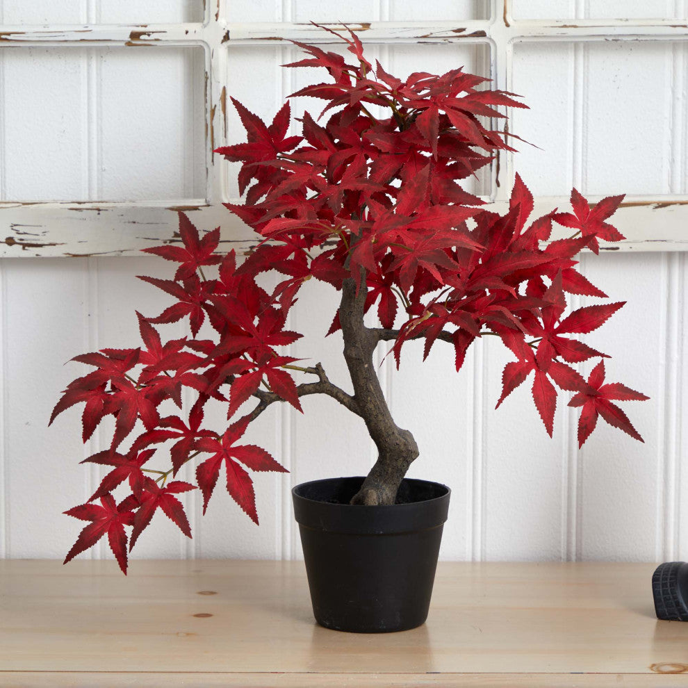 20" Autumn Maple Bonsai