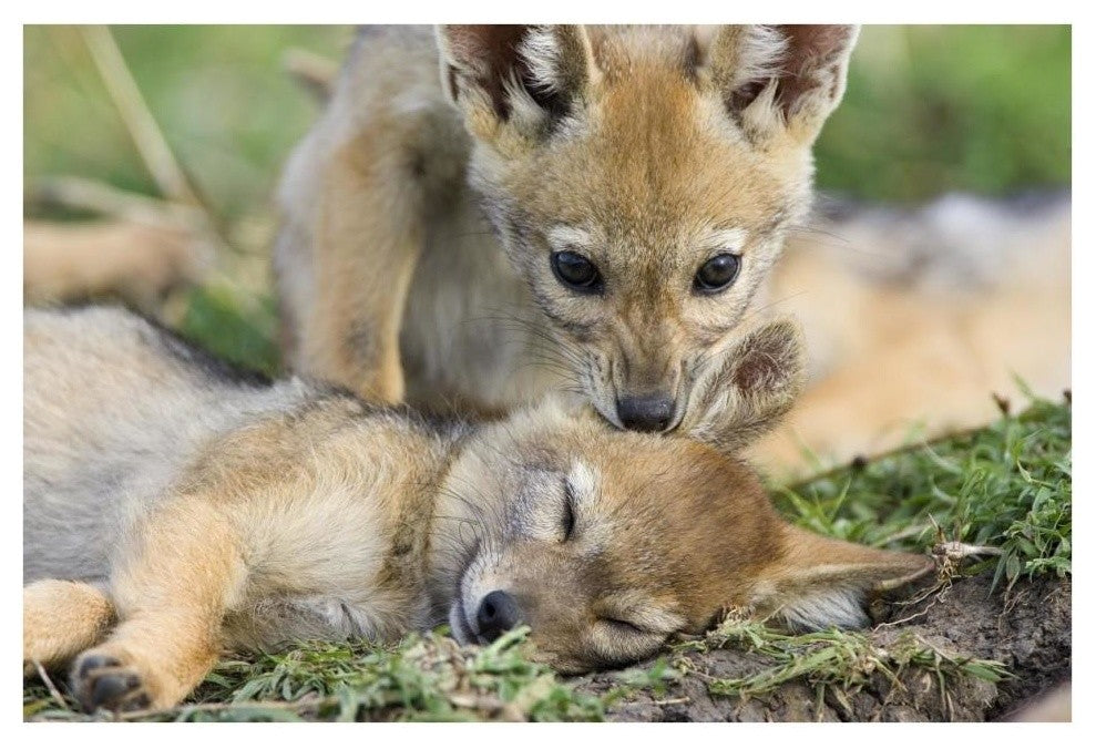 "Black-backed Jackal pups, 6 weeks old, playing, Masai Mara" Paper Art, 38"x26"