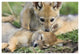 "Black-backed Jackal pups, 6 weeks old, playing, Masai Mara" Paper Art, 38"x26"