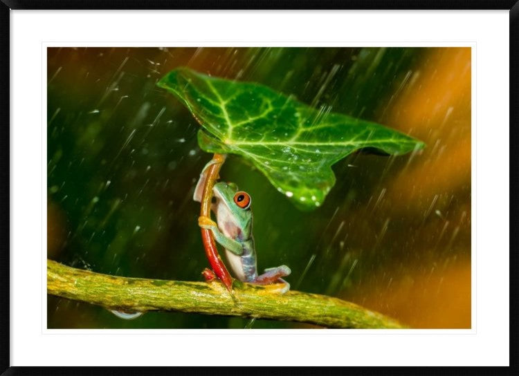 "Ohh Noo - Its Raining" Framed Digital Print by Kutub Uddin, 44x32"