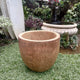 Coconut Palm Pot Short