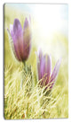 Large Purple Flowers in Green Grass, Floral Canvas Art Print, 16"x32"