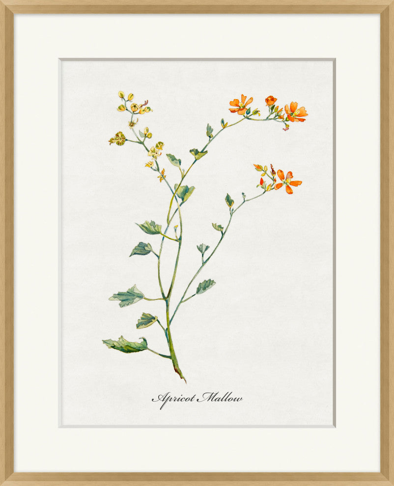 Valley Wildflower Apricot Mallow, Giclee Reproduction Artwork