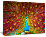 "Peacock Dancing" Animal Photography Canvas Print, 20"x12"