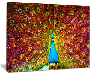 "Peacock Dancing" Animal Photography Canvas Print, 20"x12"
