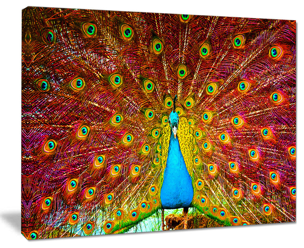"Peacock Dancing" Animal Photography Canvas Print, 20"x12"
