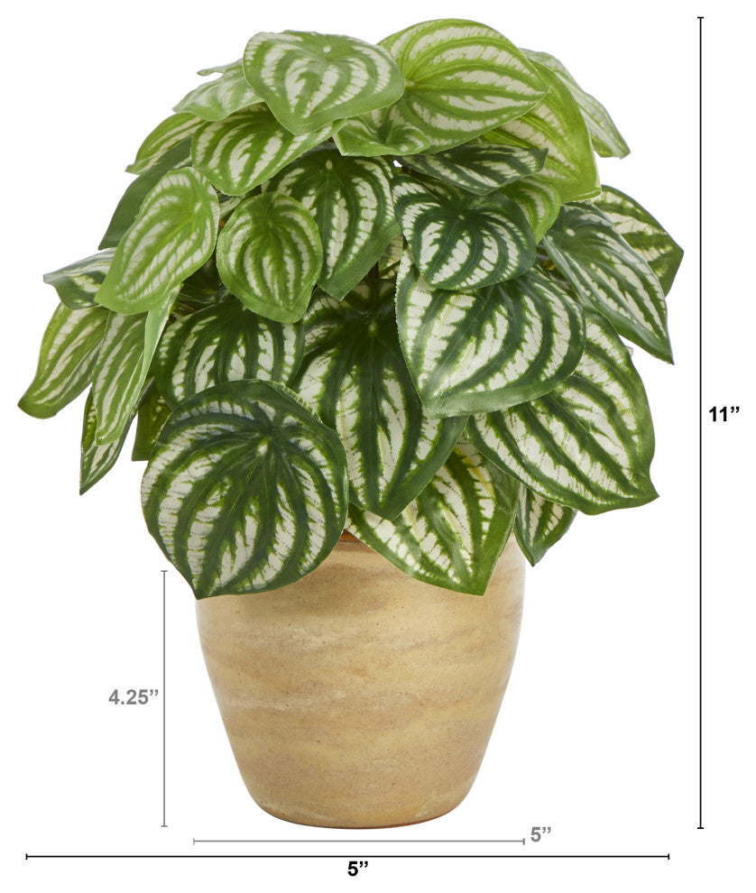 11" Watermelon Peperomia Artificial Plant, Ceramic Planter, Real Touch