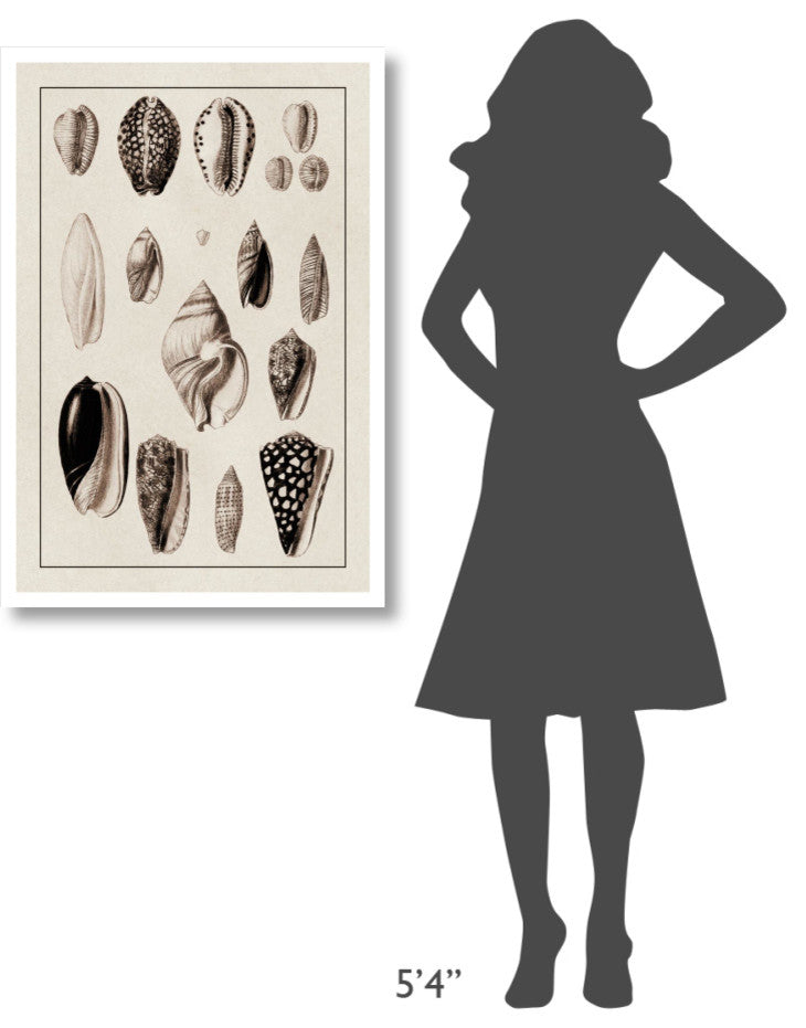 "Shells: Convoltae and Orthocerata (Sepia)" Paper Print by G.B. Sowerby, 26"x38"
