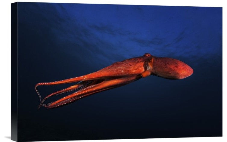 "Red Octopus" Stretched Canvas Giclee by Barathieu Gabriel, 18x12"