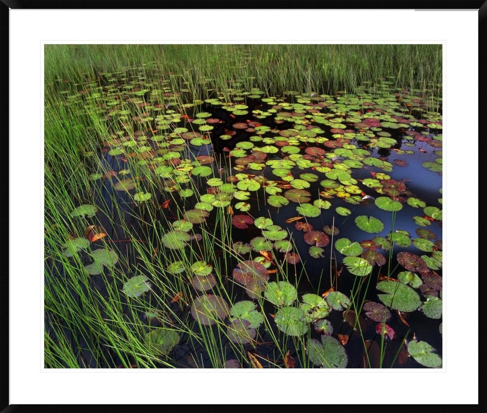Pond With Lily Pads and Grasses, Cape Cod, Massachusetts, 41"x34"