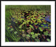 Pond With Lily Pads and Grasses, Cape Cod, Massachusetts, 41"x34"