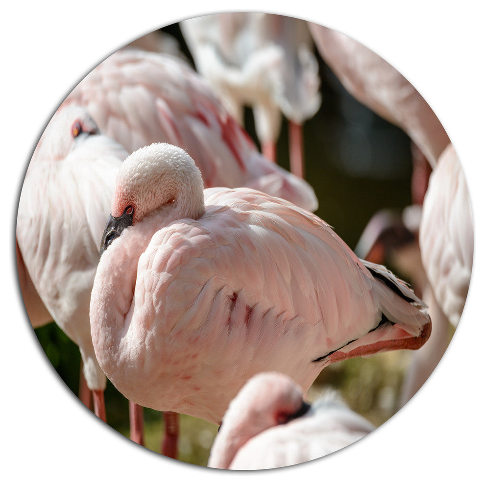 Pat Of Flamingos Close-Up, Animal Round Wall Art, 36"