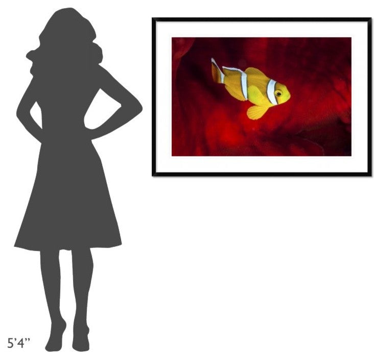 "Clownfish" Framed Digital Print by Barathieu Gabriel, 44x32"