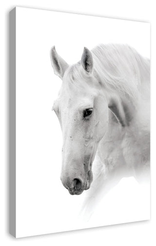 White Horse 24x36 Canvas Wall Art