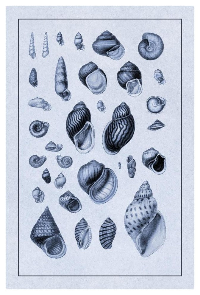 "Shells: Sessile Cirripedes #2 (Blue)" Paper Print by G.B. Sowerby, 34"x50"