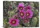 "Hedgehog Cactus flowering, Arizona" Canvas Giclee by Tim Fitzharris, 24"x18"