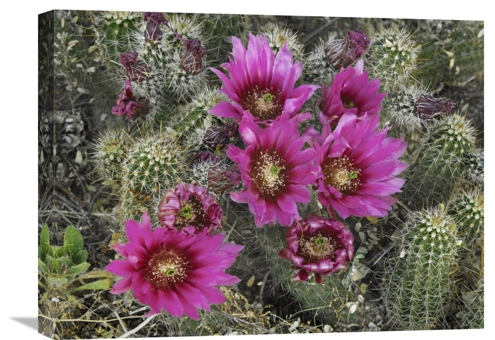 "Hedgehog Cactus flowering, Arizona" Canvas Giclee by Tim Fitzharris, 24"x18"