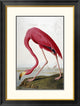 "American Flamingo" Framed Digital Print by John James Audubon, 25x32"