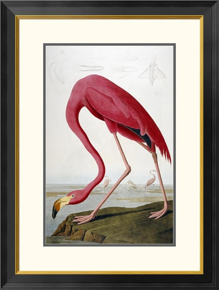 "American Flamingo" Framed Digital Print by John James Audubon, 25x32"