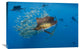 "Atlantic Sailfish Group Hunting Round Sardinella, Isla Mujeres, Mexico" Artwork