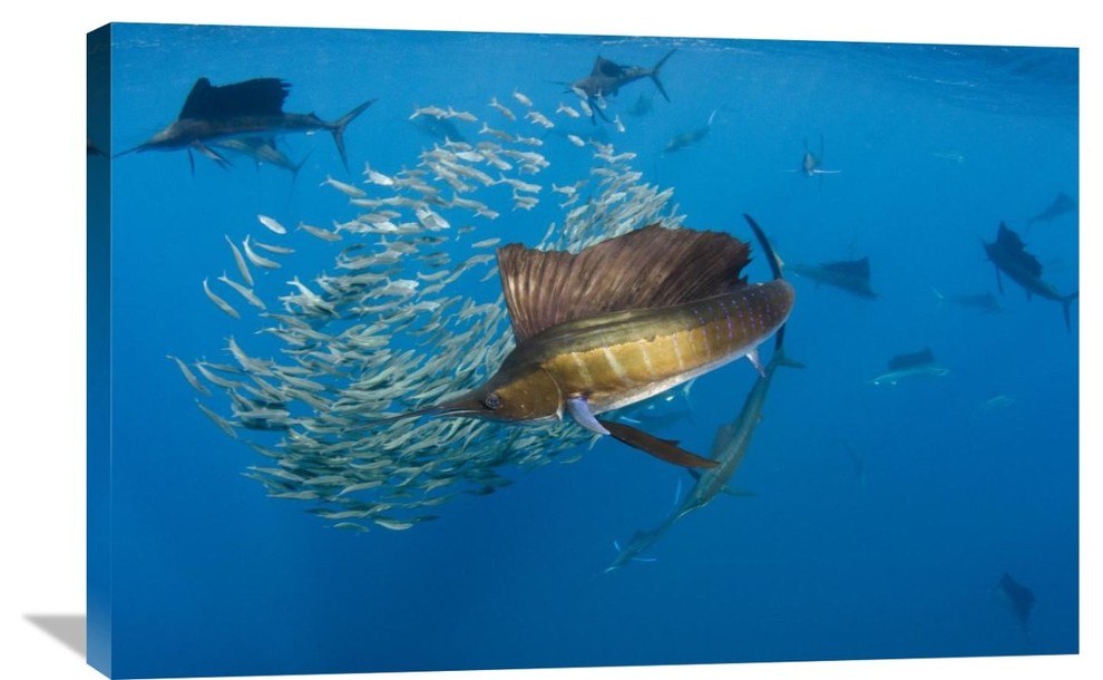 "Atlantic Sailfish Group Hunting Round Sardinella, Isla Mujeres, Mexico" Artwork