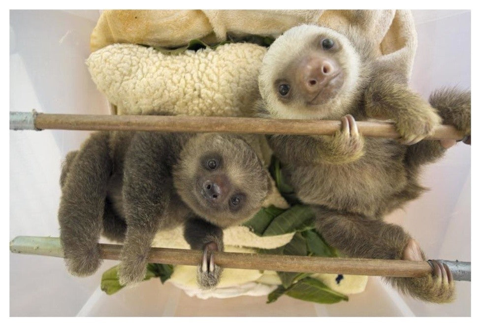"Hoffmann's 2-toed Sloth babies, Aviarios Sloth Sanctuary" Paper Art, 32"x22"