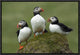 "Atlantic Puffin group, Faroe Islands"  by Rinie van Meurs, 19x13"