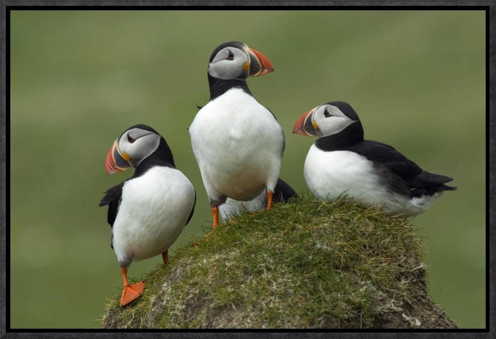 "Atlantic Puffin group, Faroe Islands"  by Rinie van Meurs, 19x13"
