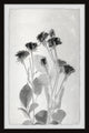 "Earth Blooms in Flower" Framed Painting Print, 8x12