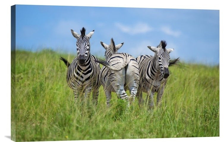 "Curious / Annoyed / Curious" Canvas Giclee by Andreas Feldtkeller, 24"x16"