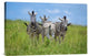 "Curious / Annoyed / Curious" Canvas Giclee by Andreas Feldtkeller, 24"x16"