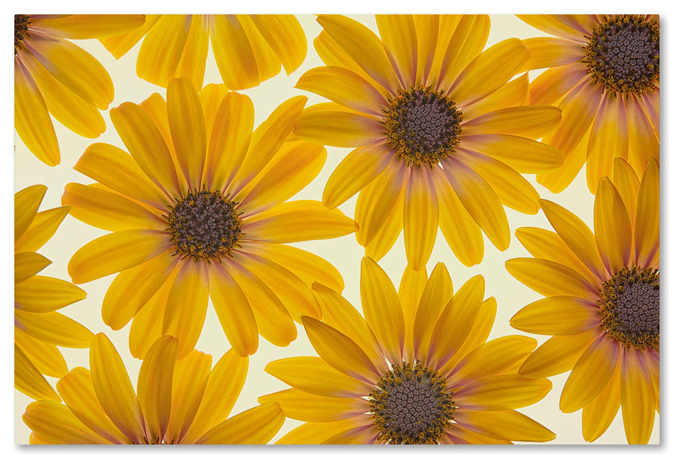 Cora Niele 'Yellow Cape Daisies' Canvas Art